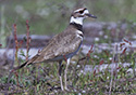 Charadrius vociferus